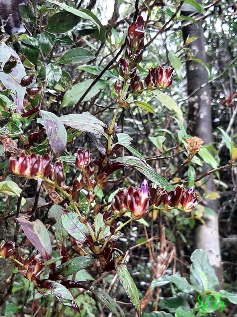 Strobilanthes sexennis var. hirtsutissima (Nees) C.B.Clarke